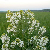 Kwiaty Chrzanu Pospo