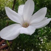 Magnolia Loebnera 'Snowdrift'