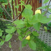 Magnolia-odmiana Yel