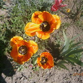 olbrzymiaste tulipany :P