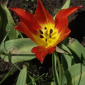 Ostatni tulipan