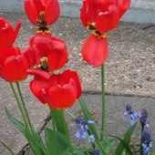 Ostatnie tulipany