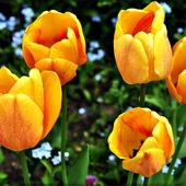 Poczet tulipanów cz.1