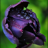 Prawie czarny tulipan  :-)