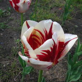 Tulipa biało-czerwony.