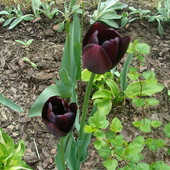 Tulipanowi bracia