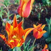 Tulipany liliokształtne.