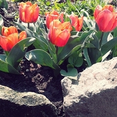Tulipany Wsadzone W 