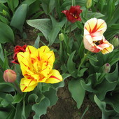 Tulipany......