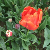 tulipany.....