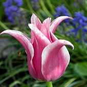 urodziwy tulipan