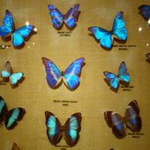 wiecej motyli