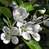 wiosenne kwiaty kwiat jabłoni