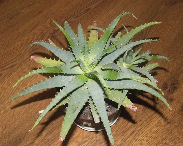 Aloes (prezent)