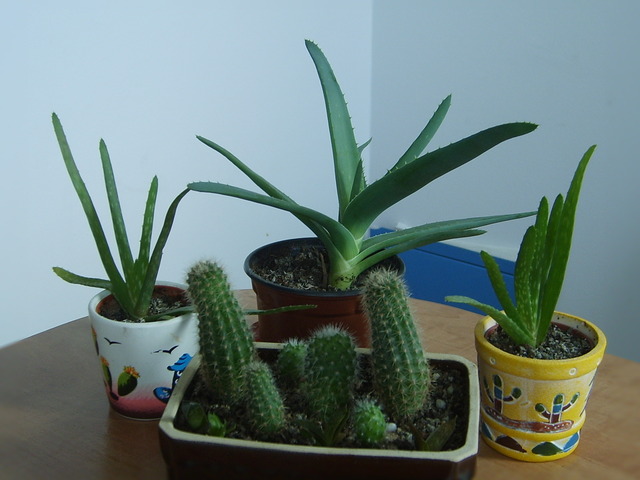 Aloesy i kaktusy