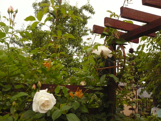 Białe Róże
