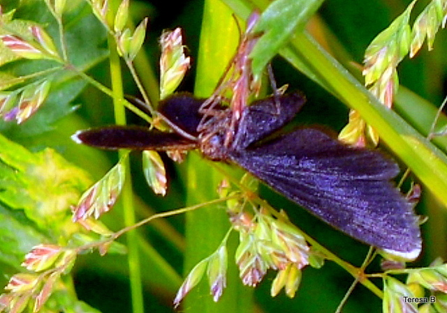 Czarny motylek z odrobinką bieli