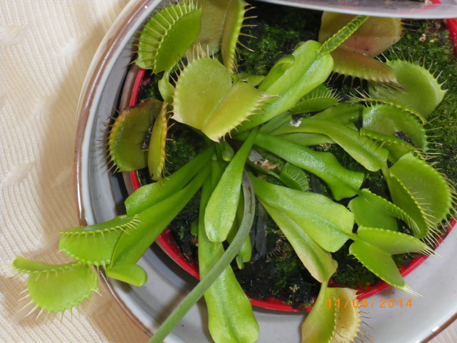 Dionaea-mucholowka