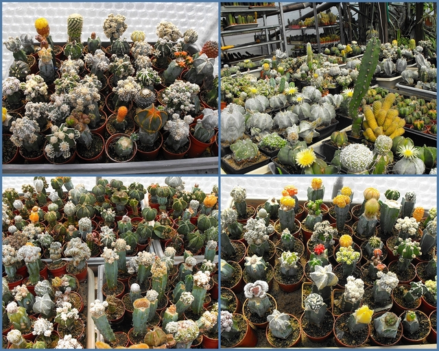 Fabryka kaktusów