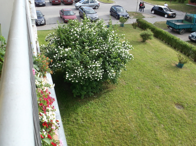 Jaśminowiec pod oknem sąsiada i moje wystające poza balustradę balkonu  kwiatki