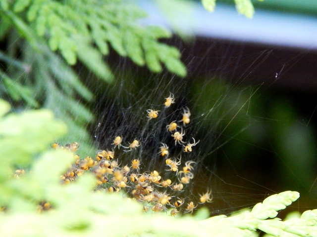 Kolonia pajączków.