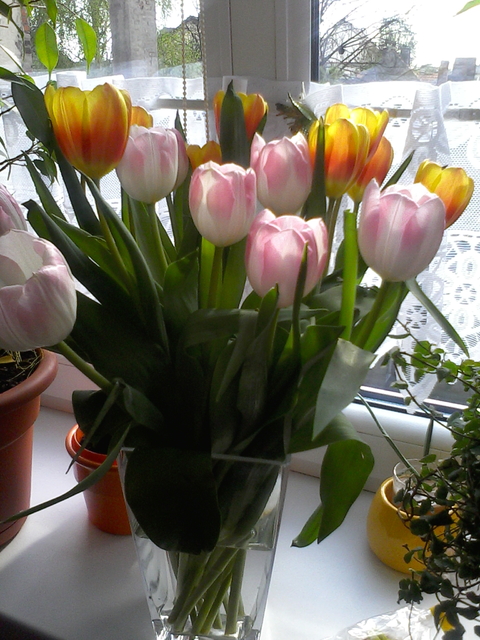 Kolorowe tulipany dla wszystkich.