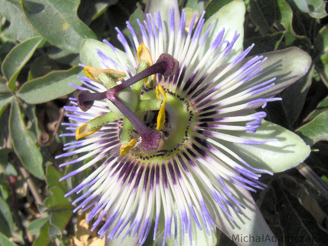 Kwiat Męki (Męczennica) - Passiflora