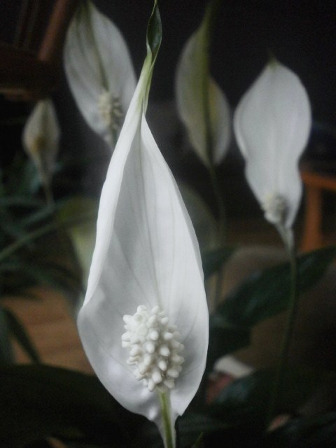 Mnóstwo białych kwiatuszków