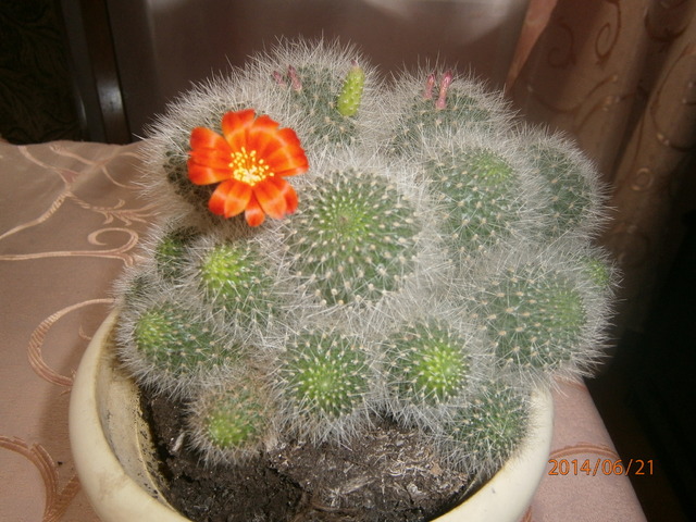 mój kaktus 