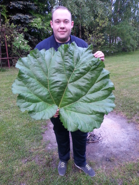 największy liść rabarbaru znaleziony w tym roku. :)