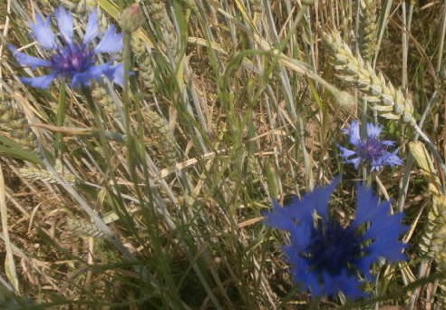 Niebieskie kwiatuszki w zbożu