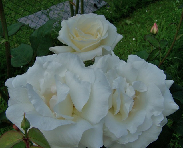 Róża biała.