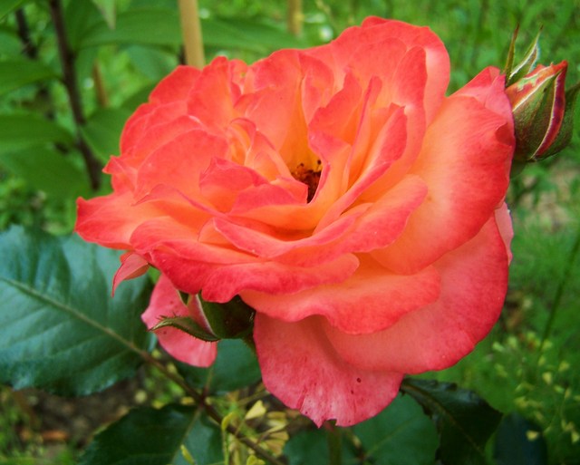 Róża w kolorze pomarańczowym.