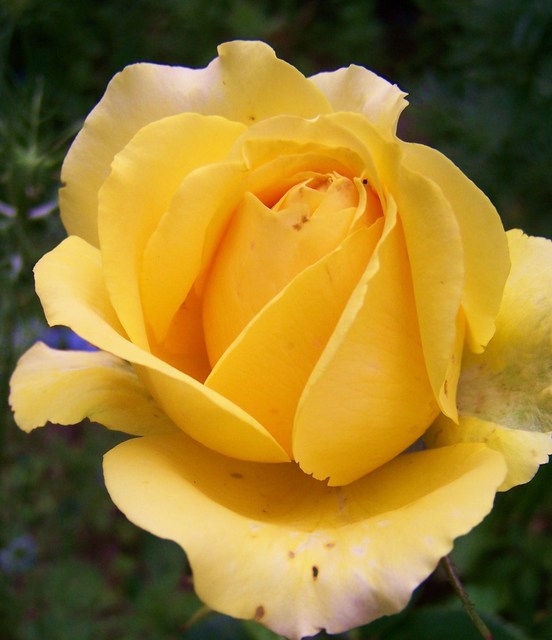 Róża żółta.