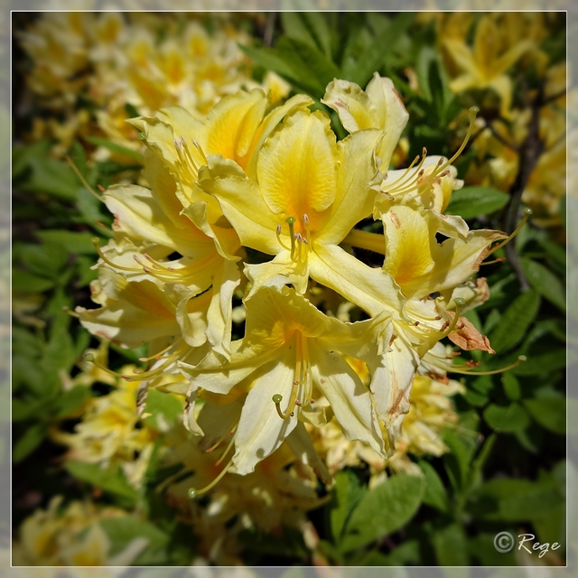 Różanecznik żółty, różanecznik pontyjski, azalia pontyjska (Rhododendron luteum)