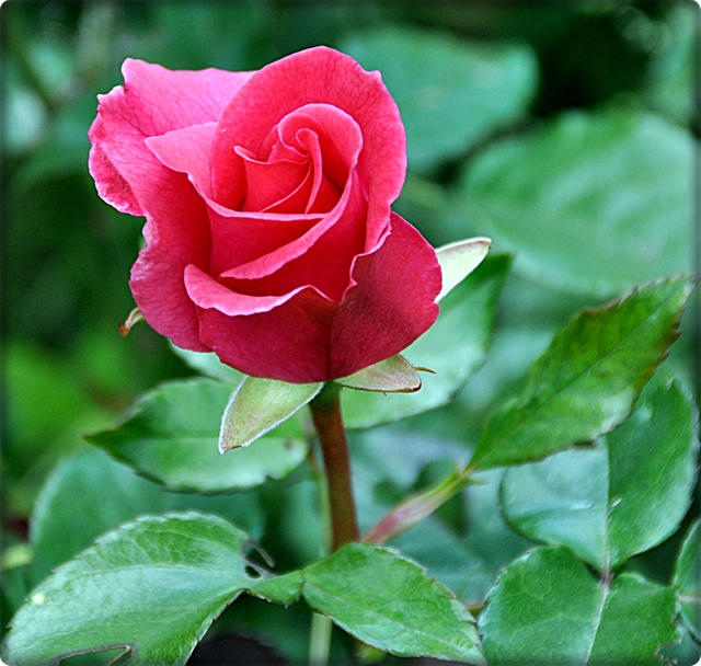 Różowa dama :-)