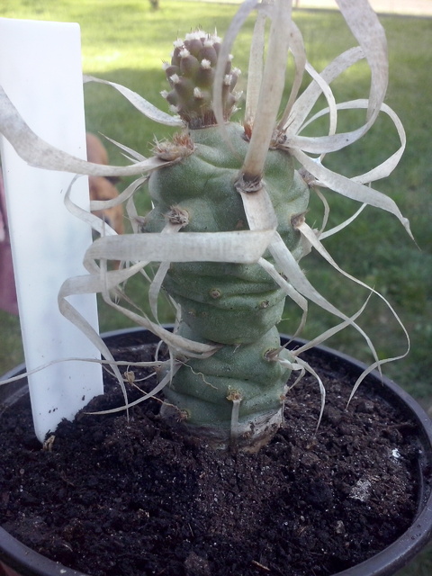 Kaktus - Tephrocactus articulatus v. papyracanthus