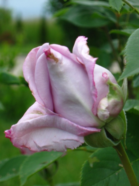 Wśród  zieleni liści fioletowa róża sie pyszni. 