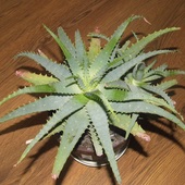 Aloes (prezent)
