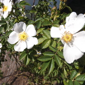Biała pnąca róża
