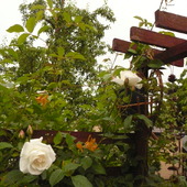 Białe Róże