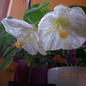 Biały klonik, ma bardzo duże kwiaty.