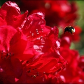 Bzyczek w rododendronach  :-)