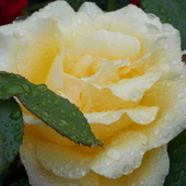 Deszczowa róża:0