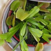 Dionaea-mucholowka