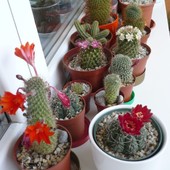 Kaktusiki Moje Kwitn
