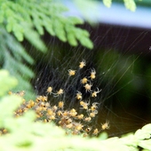Kolonia pajączków.