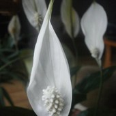 Mnóstwo białych kwiatuszków