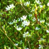 Pajęcznica gałęziasta (Anthericum ramosum)