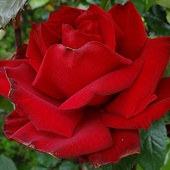 Róża - Ingrid Bergmann